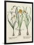 Besler Narcissus I-Basilus Besler-Framed Art Print