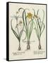 Besler Narcissus I-Basilus Besler-Framed Stretched Canvas