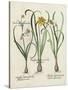 Besler Narcissus I-Basilus Besler-Stretched Canvas