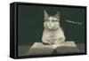 Bespectacled Cat, Thinking it Out-null-Framed Stretched Canvas