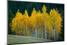 Wood Mount