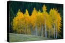 Stretched Canvas
