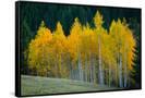 Canvas Black