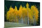 Wood Mount