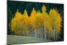 Wood Mount