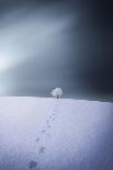 Spring-Bess Hamiti-Photographic Print