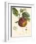 Bessa Apples-Bessa-Framed Art Print