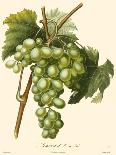 Bessa Grapes I-Bessa-Framed Stretched Canvas