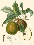 Bessa Pears-Bessa-Art Print