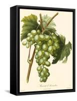 Bessa Grapes I-Bessa-Framed Stretched Canvas