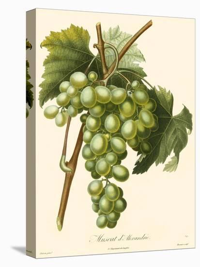 Bessa Grapes I-Bessa-Stretched Canvas