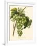 Bessa Grapes I-Bessa-Framed Art Print