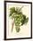 Bessa Grapes I-Bessa-Framed Art Print