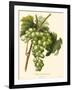 Bessa Grapes I-Bessa-Framed Art Print