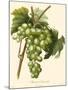 Bessa Grapes I-Bessa-Mounted Art Print