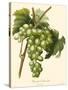 Bessa Grapes I-Bessa-Stretched Canvas