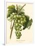 Bessa Grapes I-Bessa-Framed Art Print