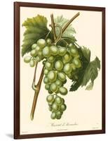 Bessa Grapes I-Bessa-Framed Art Print