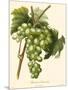 Bessa Grapes I-Bessa-Mounted Art Print