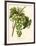 Bessa Grapes I-Bessa-Framed Art Print