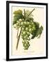 Bessa Grapes I-Bessa-Framed Art Print