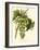 Bessa Grapes I-Bessa-Framed Art Print