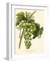 Bessa Grapes I-Bessa-Framed Art Print