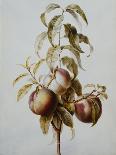 Three Peaches on a Branch-Bessa Pancrace-Giclee Print