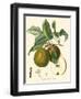 Bessa Pears-Bessa-Framed Art Print