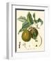 Bessa Pears-Bessa-Framed Art Print