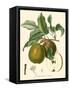 Bessa Pears-Bessa-Framed Stretched Canvas