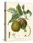 Bessa Pears-Bessa-Stretched Canvas