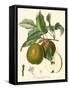 Bessa Pears-Bessa-Framed Stretched Canvas