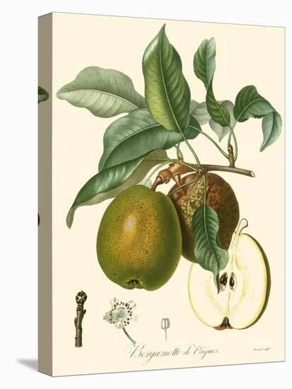 Bessa Pears-Bessa-Stretched Canvas