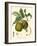 Bessa Pears-Bessa-Framed Art Print