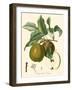 Bessa Pears-Bessa-Framed Art Print