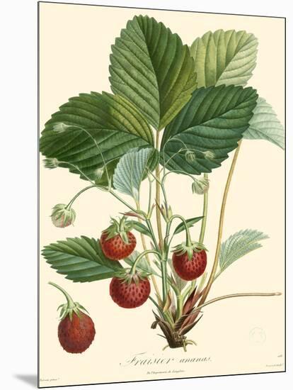 Bessa Strawberries-Bessa-Mounted Art Print