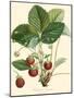 Bessa Strawberries-Bessa-Mounted Art Print