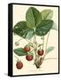 Bessa Strawberries-Bessa-Framed Stretched Canvas