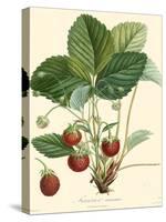 Bessa Strawberries-Bessa-Stretched Canvas