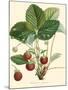 Bessa Strawberries-Bessa-Mounted Art Print