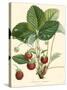 Bessa Strawberries-Bessa-Stretched Canvas