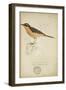 Bessonornis Semirufa, Ruppell, C.1863-Eduard Ruppell-Framed Giclee Print