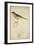 Bessonornis Semirufa, Ruppell, C.1863-Eduard Ruppell-Framed Giclee Print