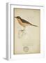 Bessonornis Semirufa, Ruppell, C.1863-Eduard Ruppell-Framed Giclee Print
