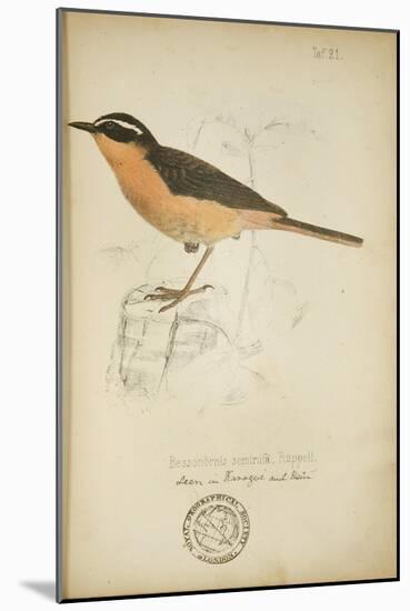 Bessonornis Semirufa, Ruppell, C.1863-Eduard Ruppell-Mounted Giclee Print