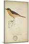 Bessonornis Semirufa, Ruppell, C.1863-Eduard Ruppell-Mounted Giclee Print