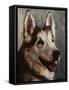 Best Friend I-Walt Johnson-Framed Stretched Canvas