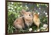 Best Friends Bunny Rabbit and Chick are Kissing-UroshPetrovic-Framed Photographic Print