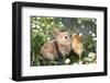 Best Friends Bunny Rabbit and Chick are Kissing-UroshPetrovic-Framed Photographic Print